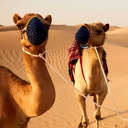 desert 2